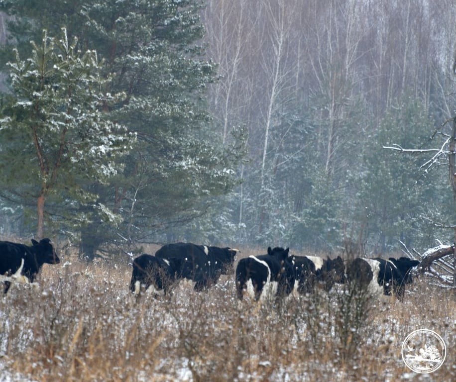 як пережили зиму корови в Чорнобилі