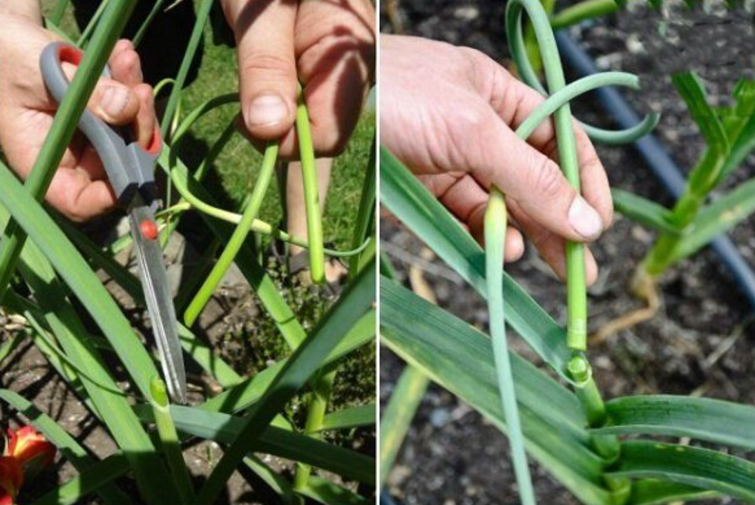 Правильное удаление стрелок чеснока