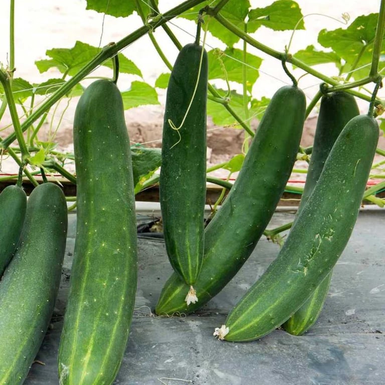 Шанхайский длинный