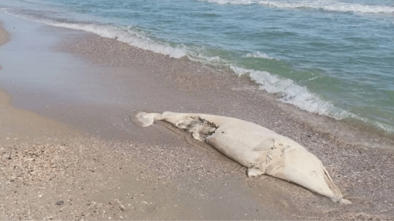Росіяни вбивають дельфінів у Чорному морі