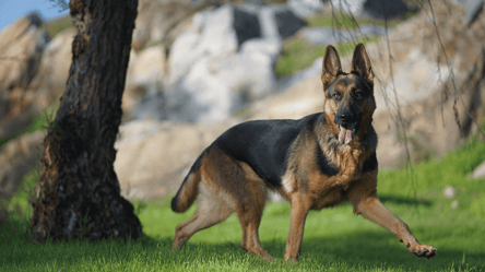 Выбирают не случайно — почему собаки лают лишь на некоторых людей - 285x160