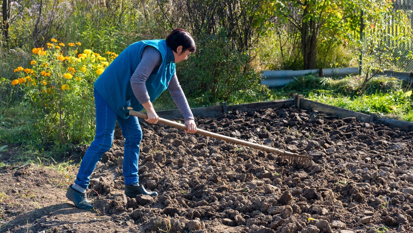 Как подготовить почву для свеклы