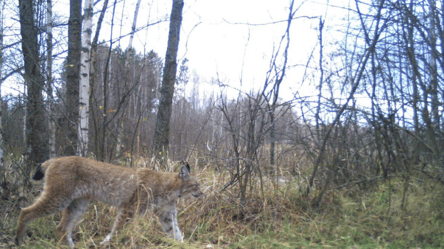 В Чернобыле заметили опасную охотницу из лесов - 285x160