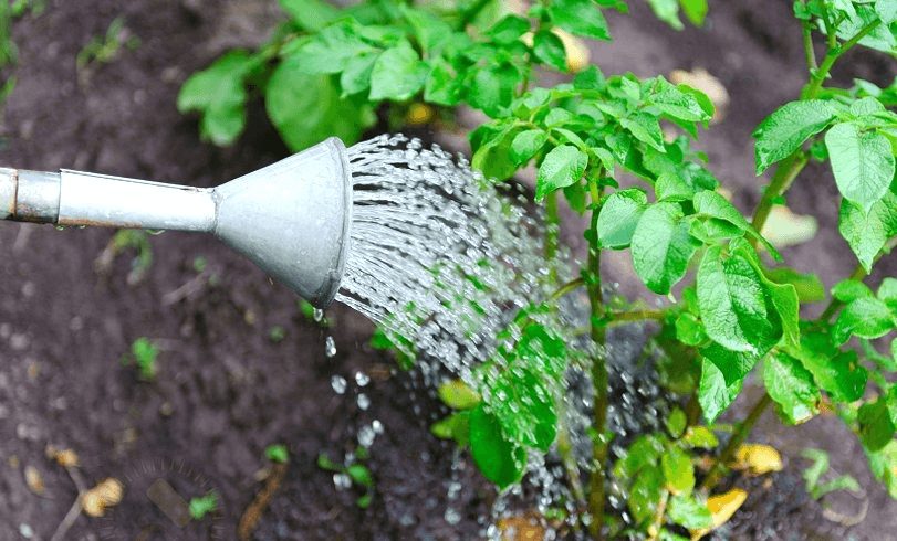 Полив картошки