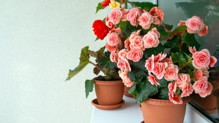 Бегонія вибухне квітами взимку — спробуй це підживлення - 285x160