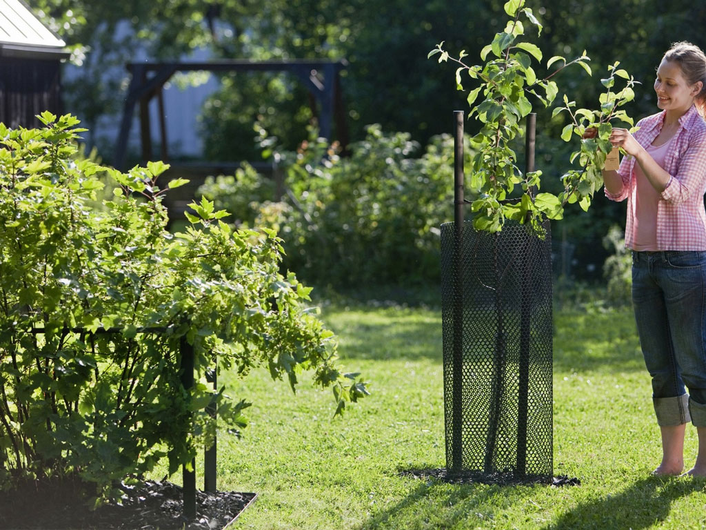 Защита деревьев