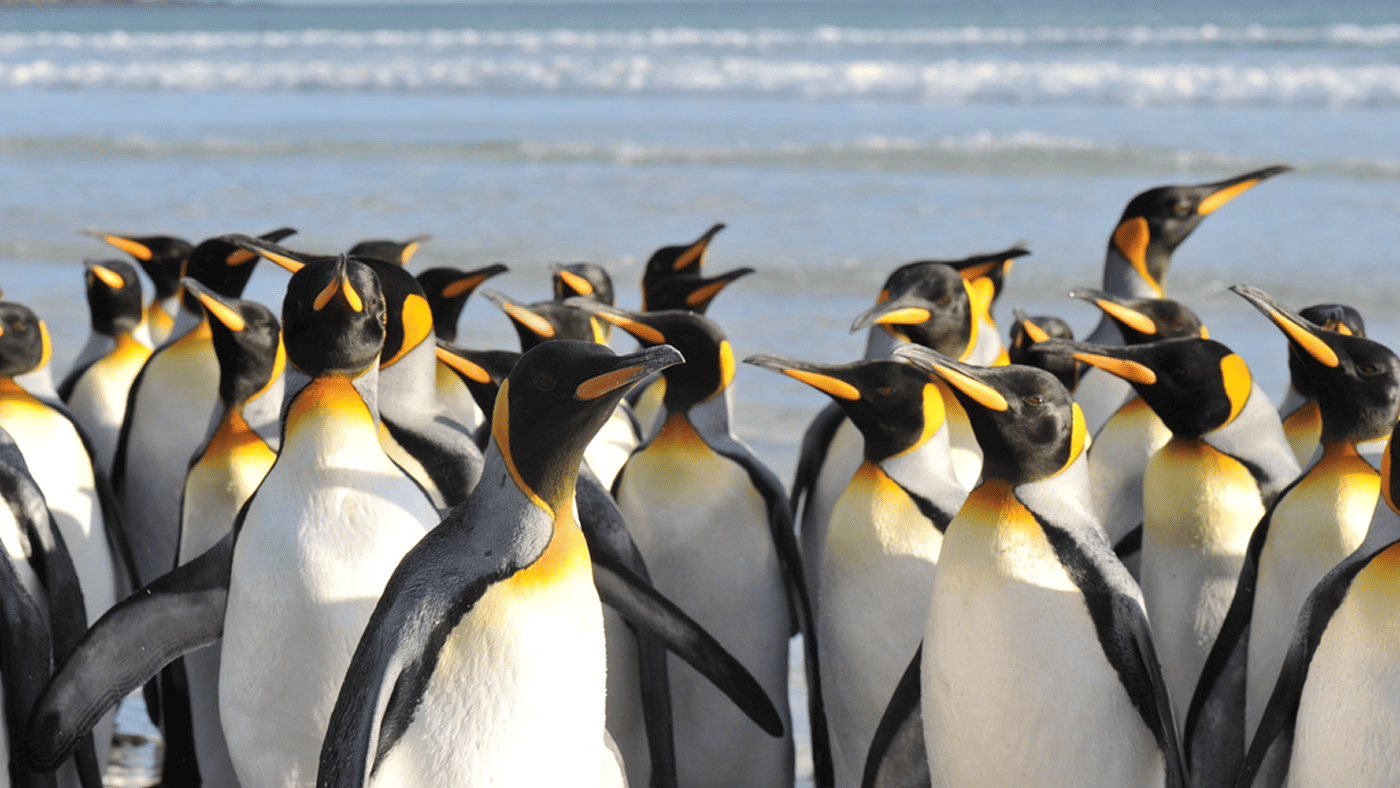 Заповідник Волонтер-Пойнт. Фото: Sapelo Island Birdhouses