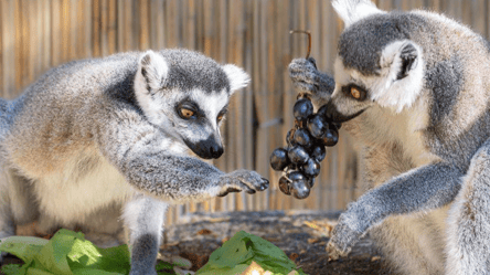 Кохання у вольєрах — Одеський зоопарк запустив конкурс - 290x166