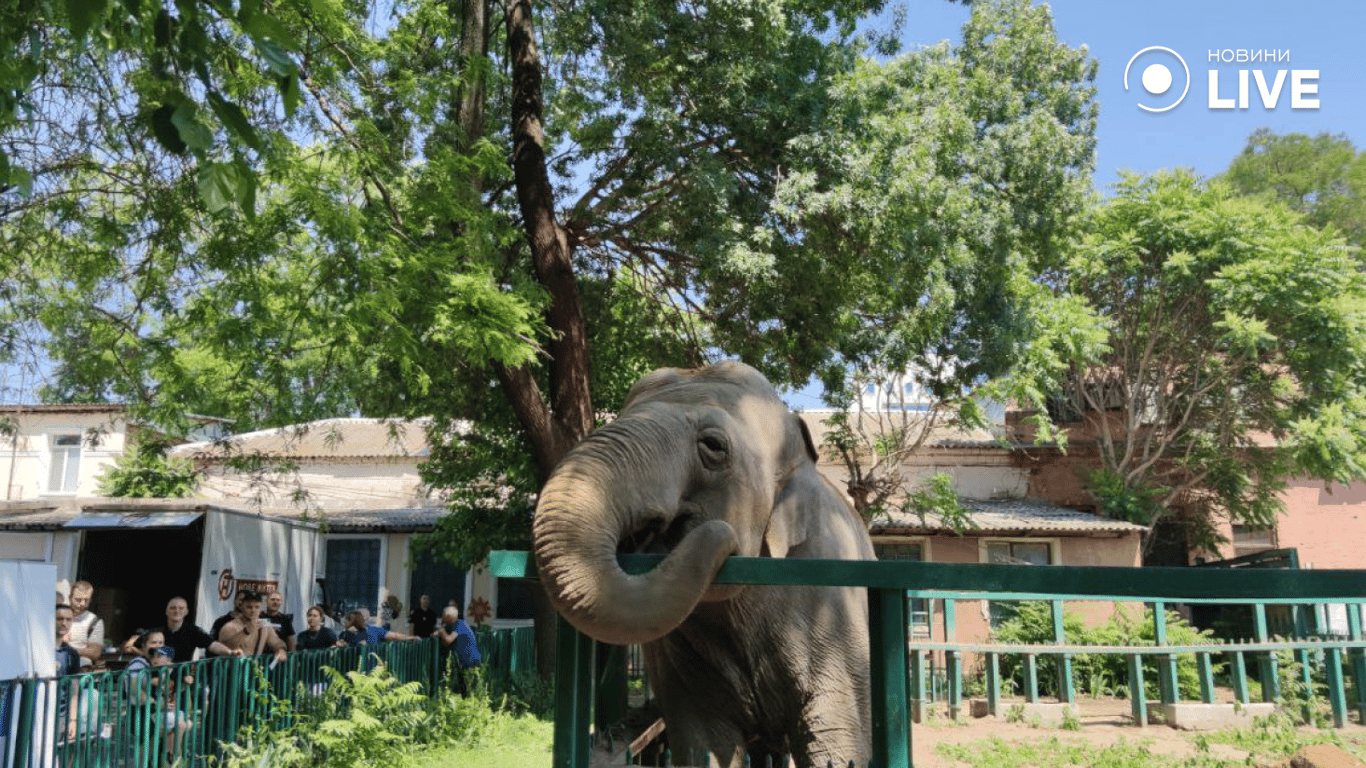 Слониха Венді в Одеському зоопарку 