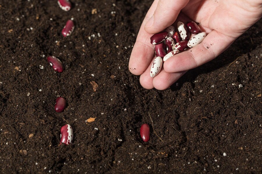 Посев фасоли