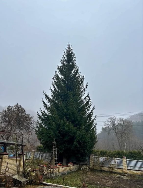 Ялинка у Львові 2025