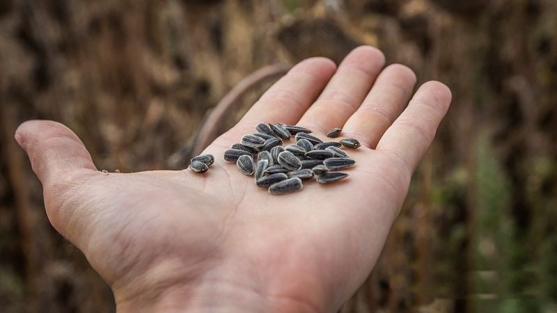 Як садити соняшник у ґрунт