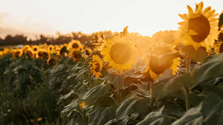 Ажіотажем не пахне — скільки коштує тонна соняшника зараз - 285x160