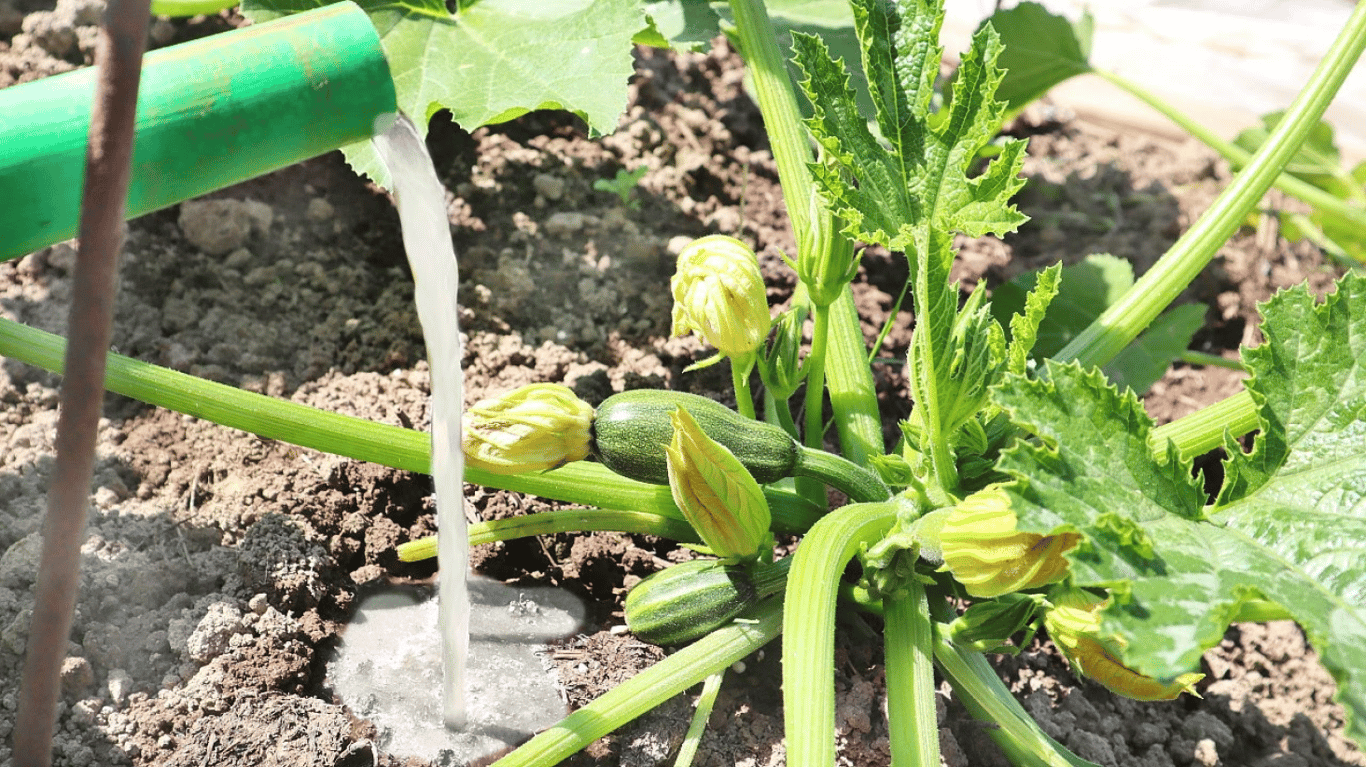 Полив кабачків під корінь на городі.