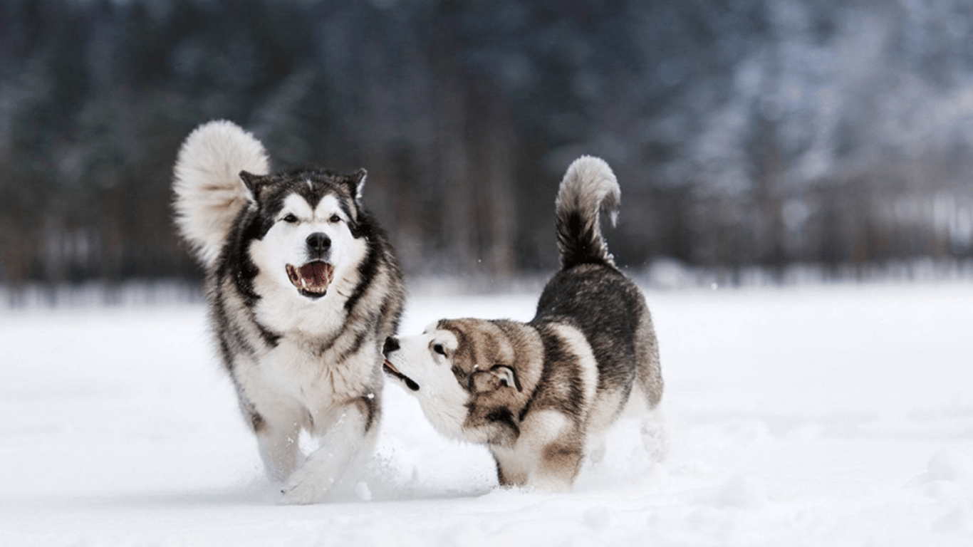 Чи варто заводити вдома аляскинського маламута — характер і недоліки цього собаки