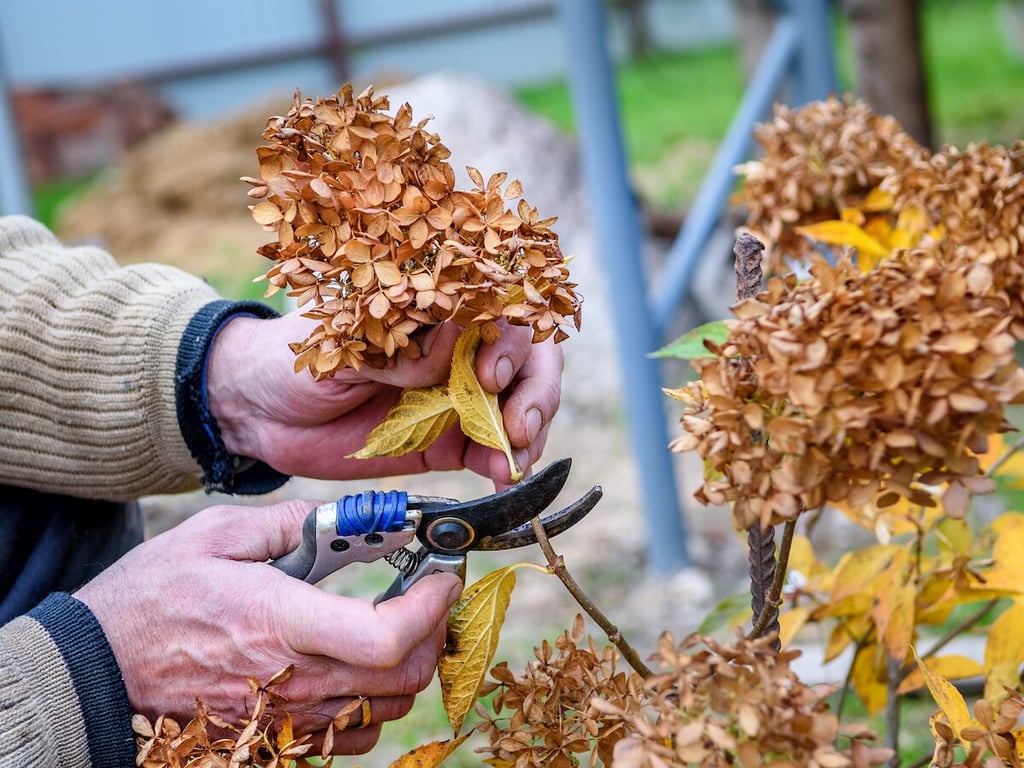 Обрезка цветов