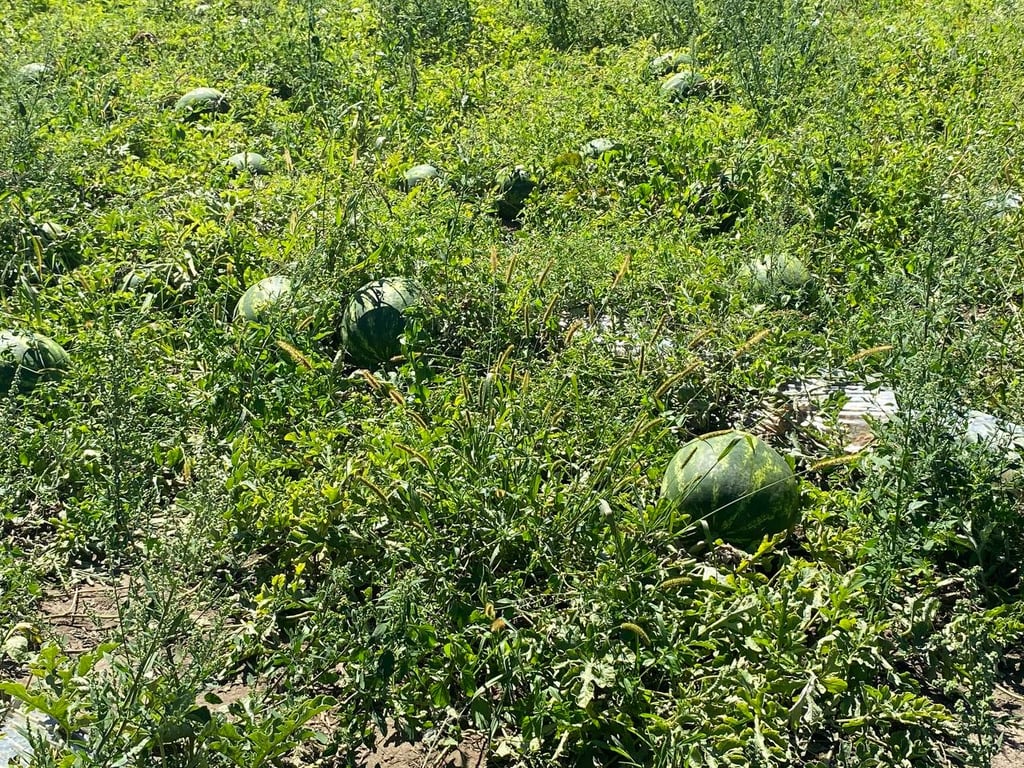 Були Херсонські, а ростуть на Львівщині — як український фермер кавуни вирощує - фото 1