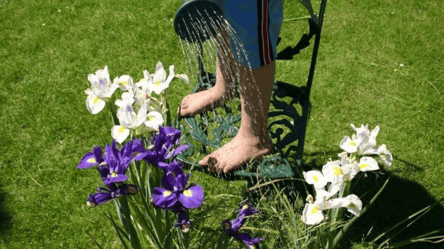 Літня пересадка ірисів — як це правильно робити, щоб не нашкодити квітці - 285x160