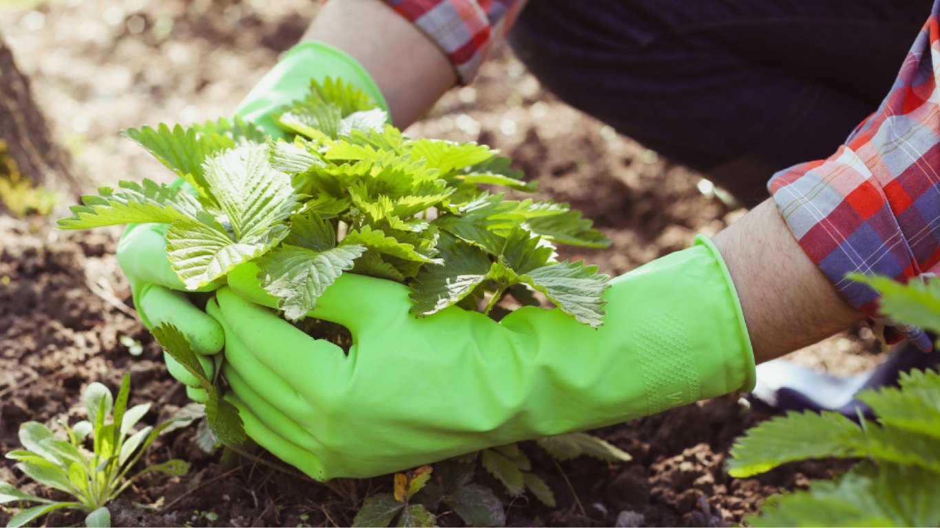 Как подготовить клубнику к зиме