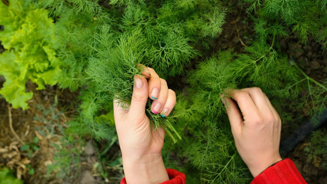 Чим підживити кріп після появи сходів — просте та ефективне добриво
