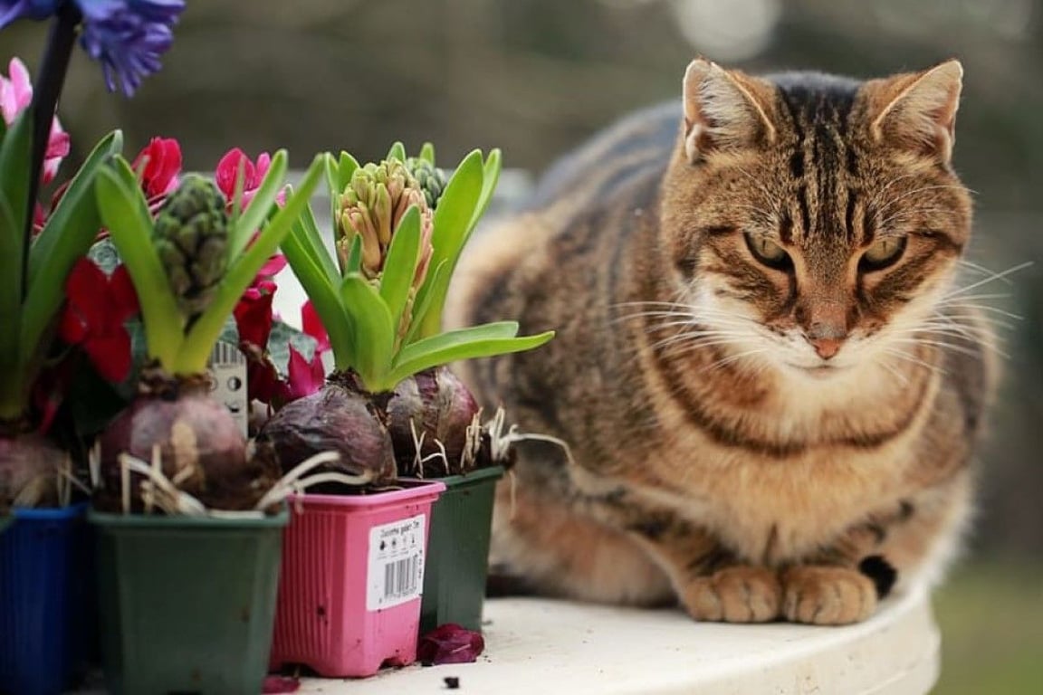 Дізнайтеся, як правильно доглядати за гіацинтами після 8 березня