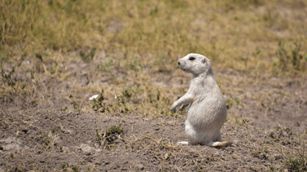 Белый мех без зимы — на Одесчине климат губит горностая - 290x166
