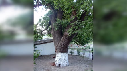 У Запорізькій області окупанти знищили унікальне 400-річне дерево - 285x160