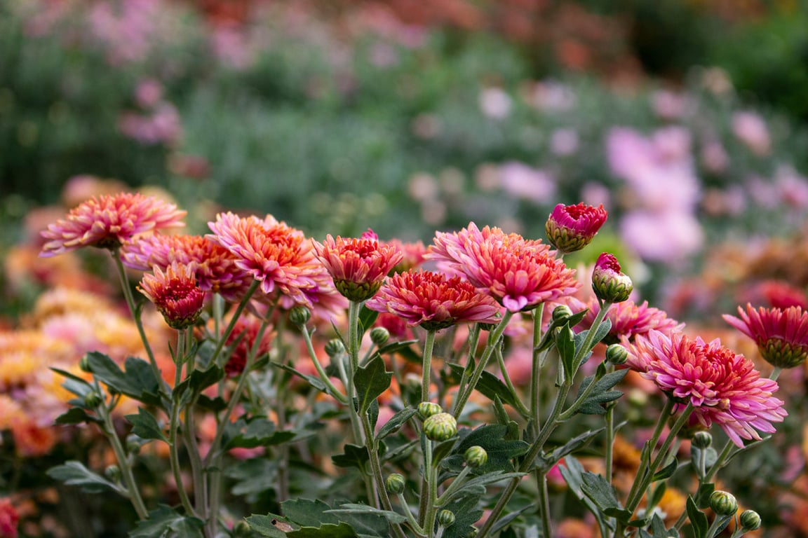 Перезимуют и пышно расцветут в следующем году — что следует сделать с хризантемами