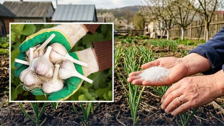 Чеснок оживет за считанные дни: простая подкормка для холодной весны - 285x160