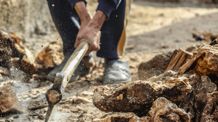 Твердое топливо — какие цены на дрова и что лучше покупать - 285x160