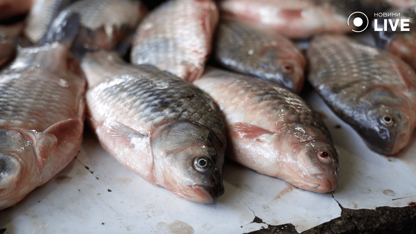 Риба на прилавку