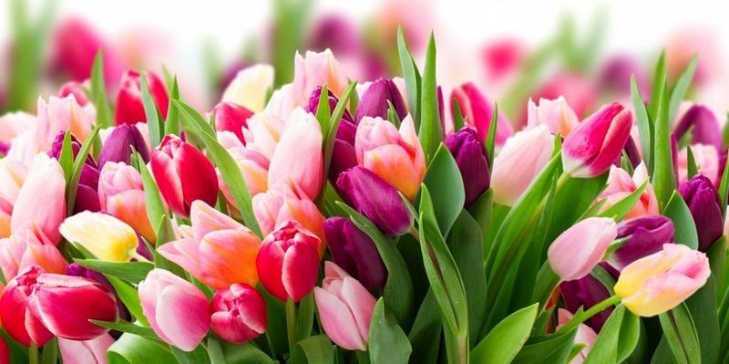 Разноцветные тюльпаны.