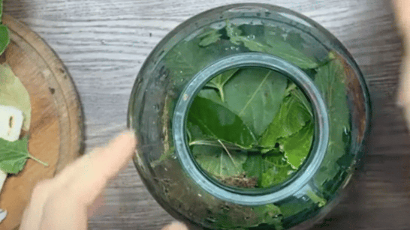 квашені помідори на зиму