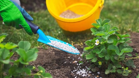 После снега подкормите клубнику — урожай будет огромным - 285x160