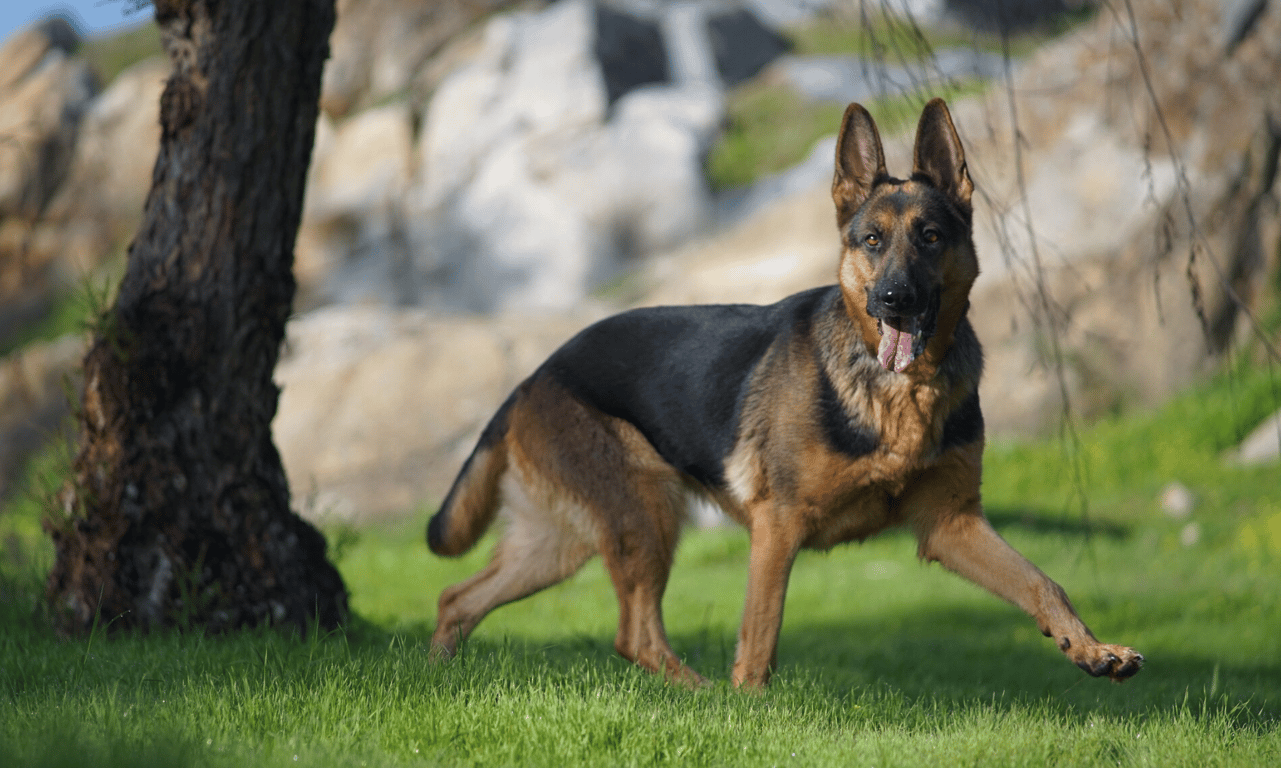 Собака, яка підійде тим, хто любить активний спосіб життя