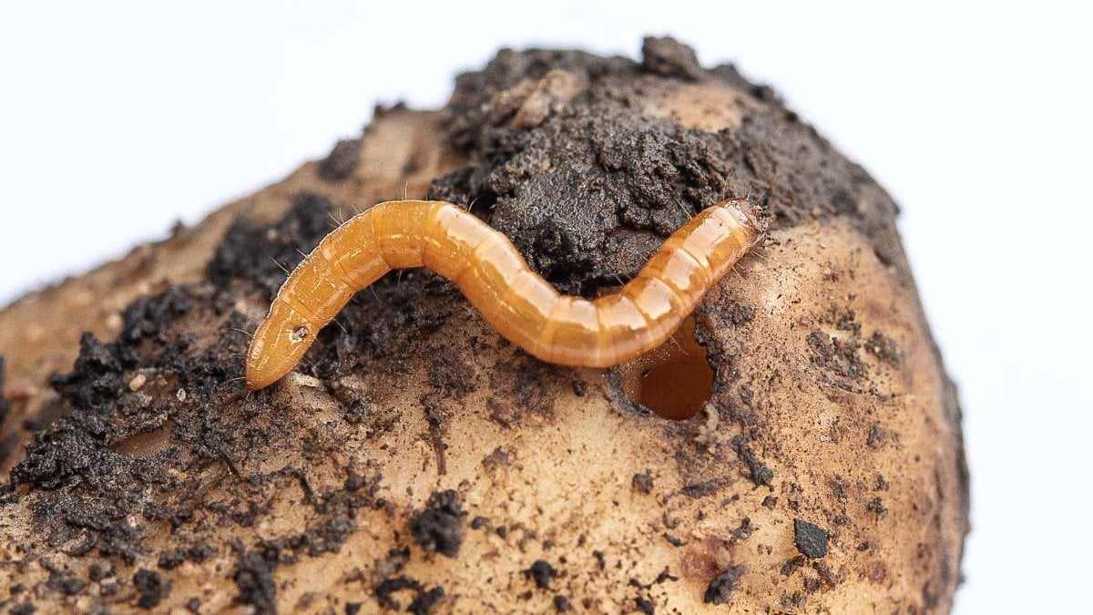 Проволочник