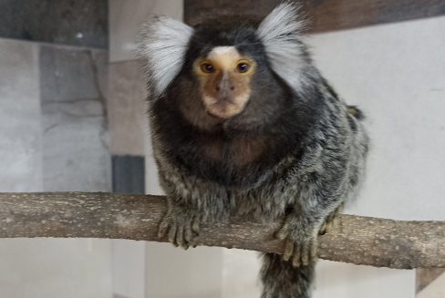 Найменші мавпочки у світі тепер в Одеському зоопарку - фото 3