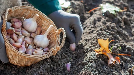 Коли садити часник в грудні — чи треба це робити - 285x160