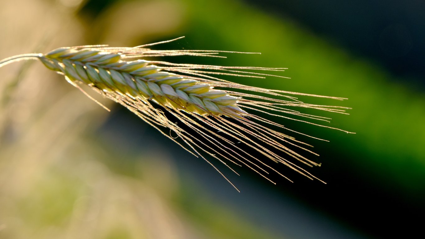 Колос жита на сонці.