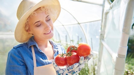 Посадіть помідори у ці дати — зберете рекордний врожай солодких м'ясистих плодів - 290x166