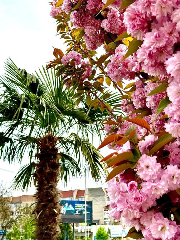 Пальмова алея поруч із сакурами в Ужгороді