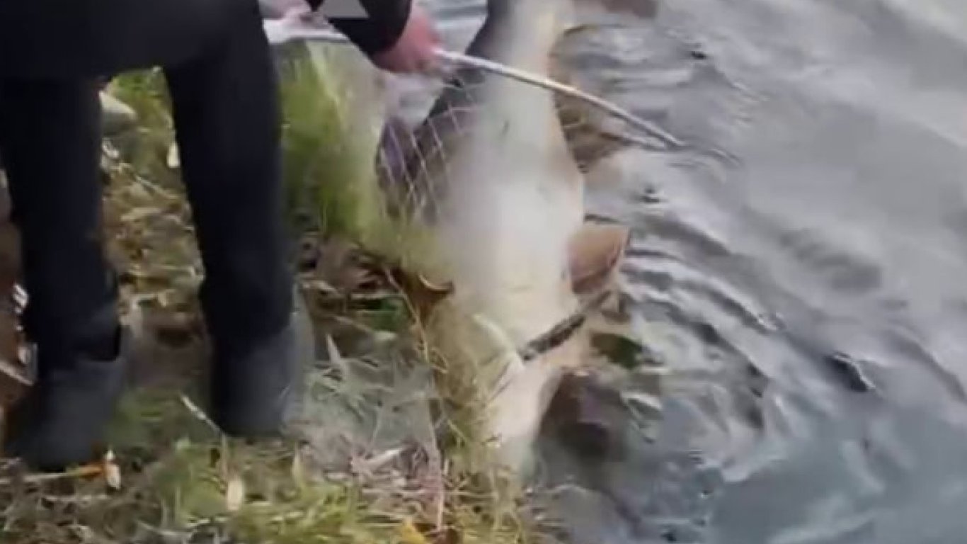 У Києві чоловік спіймав 30-кілограмову рибу