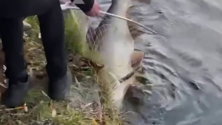 В Киеве мужчина поймал 30-килограммовую рыбу - 285x160