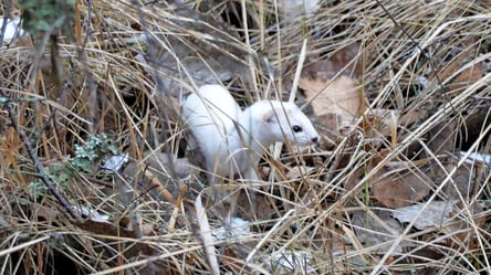 Ловит до 15 грызунов — в Чернобыле заметили симпатичную хищницу - 290x166
