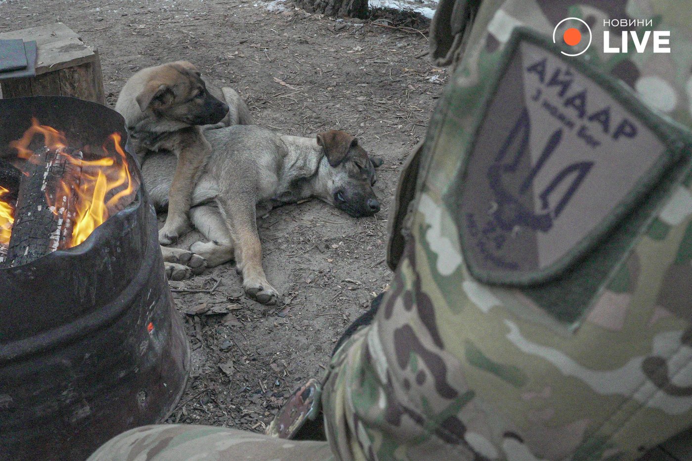 тварини з військовими на фронті