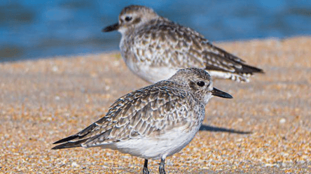 Сивка морская — на Одесчине обнаружили редкую птицу - 290x166