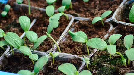 Когда сеять арбузы в 2026 — даты, гарантирующие сильную рассаду - 285x160