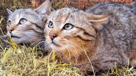 На Одесчине выпустили в дикую природу спасенных лесных котов - 290x166