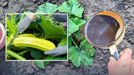Кабачки вырастут крупными и вкусными: чем полить в конце июня - 285x160