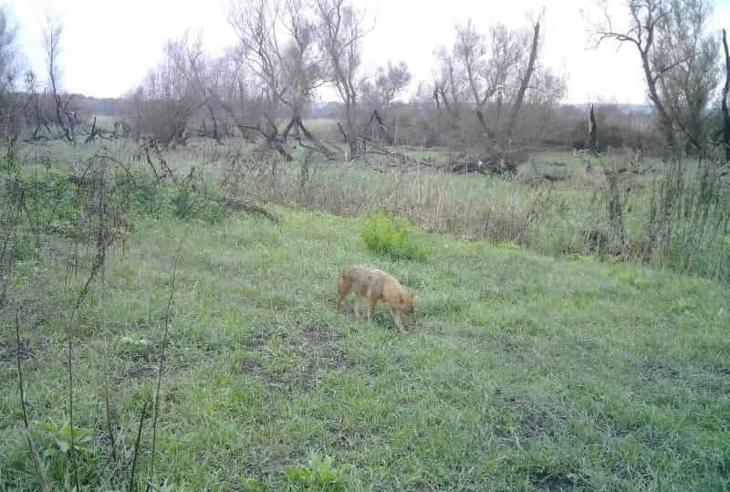 На прикордонні Одещини зафіксували небезпечних хижаків - фото 5